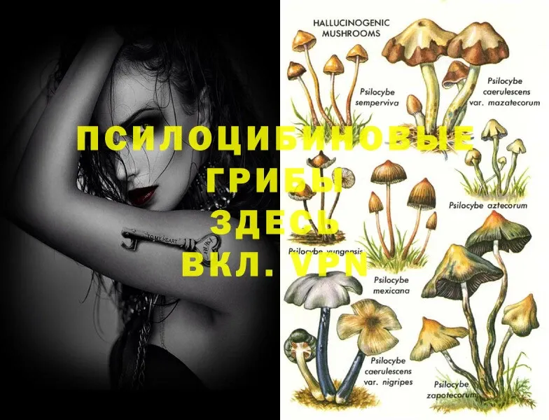 Галлюциногенные грибы MAGIC MUSHROOMS  Североуральск 